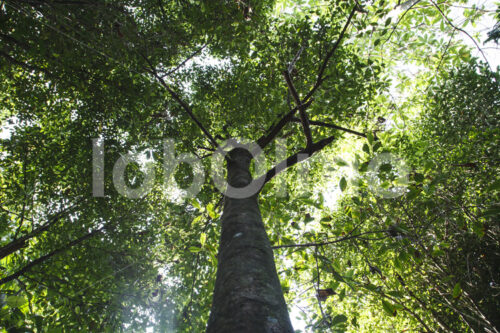 Gewürznelkenbaum (Sri Lanka, PODIE) - lobOlmo Fair-Trade-Fotoarchiv