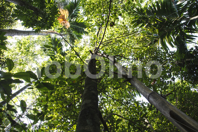 Gewürznelkenbaum (Sri Lanka, PODIE) - lobOlmo Fair-Trade-Fotoarchiv