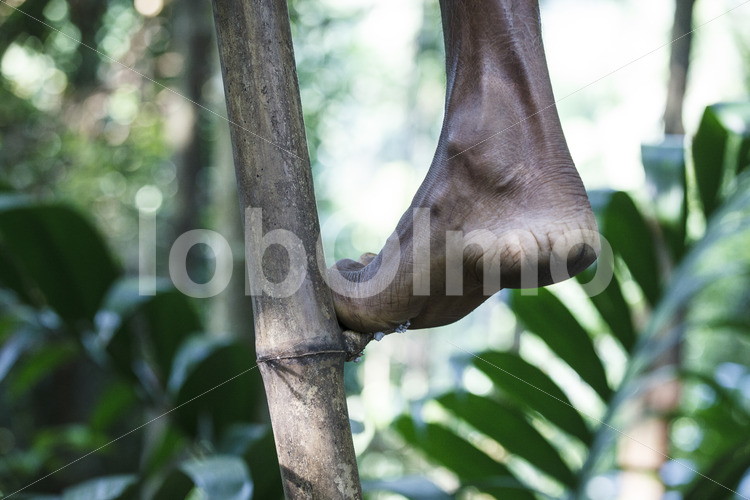 Gewürznelkenernte (Sri Lanka, PODIE) - lobOlmo Fair-Trade-Fotoarchiv