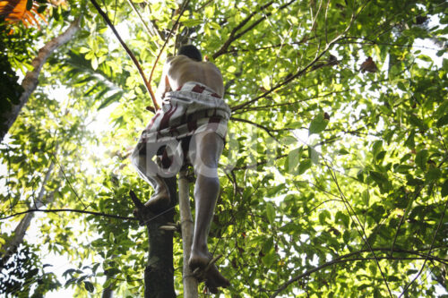 Gewürznelkenernte (Sri Lanka, PODIE) - lobOlmo Fair-Trade-Fotoarchiv