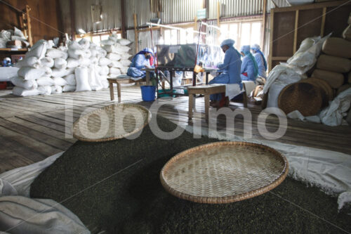 Grüner Tee (Nepal, KTE) - lobOlmo Fair-Trade-Fotoarchiv