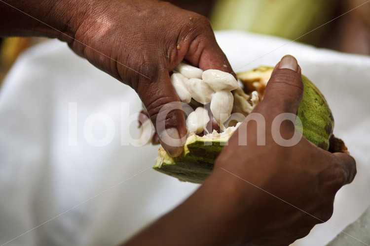Herauspulen der Bohnen aus einer Kakaofrucht (Belize, TCGA) - lobOlmo Fair-Trade-Fotoarchiv