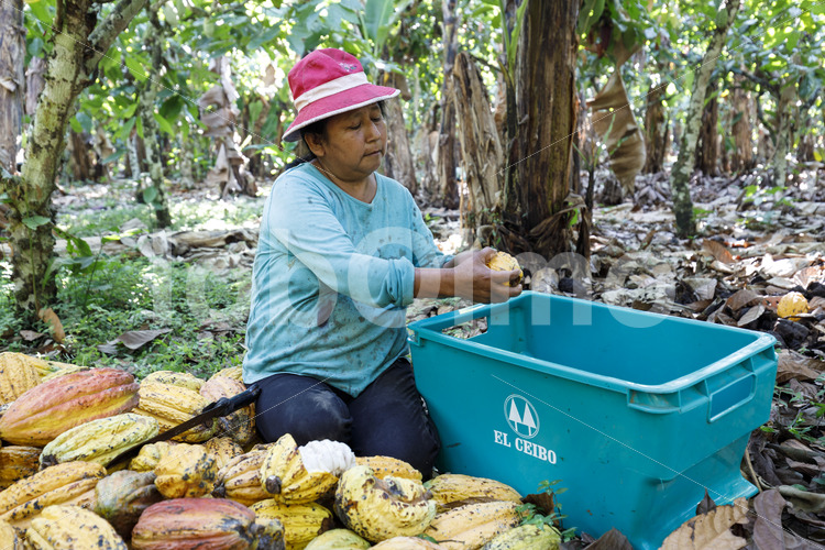 Herauspulen der Kakaobohnen (Bolivien, EL CEIBO) - lobOlmo Fair-Trade-Fotoarchiv