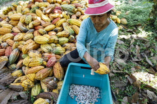 Herauspulen der Kakaobohnen (Bolivien, EL CEIBO) - lobOlmo Fair-Trade-Fotoarchiv