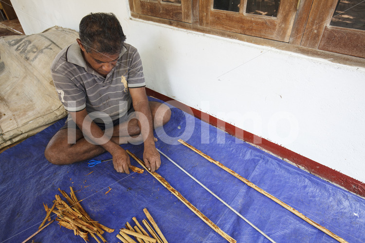Herstellen von Zimtquills (Sri Lanka, PODIE) - lobOlmo Fair-Trade-Fotoarchiv