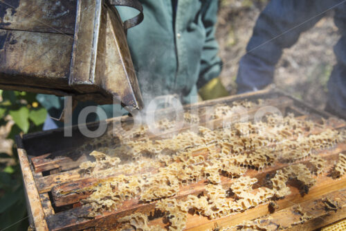 Honigernte (Guatemala, GUAYA’B) - lobOlmo Fair-Trade-Fotoarchiv