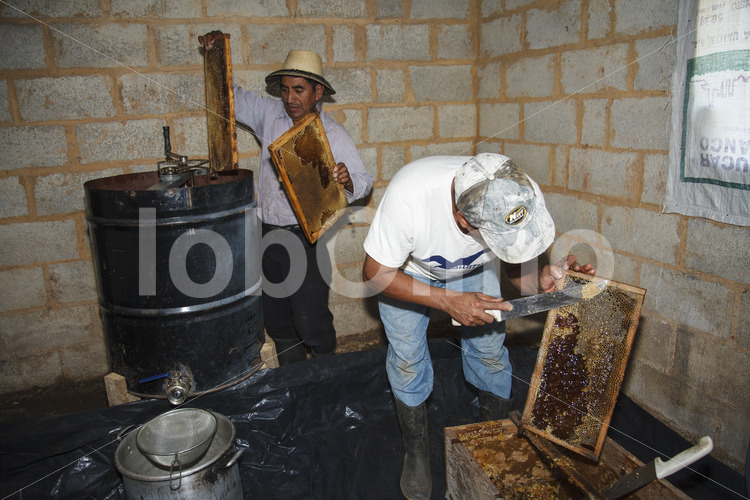 Honiggewinnung (Guatemala, GUAYA’B) - lobOlmo Fair-Trade-Fotoarchiv