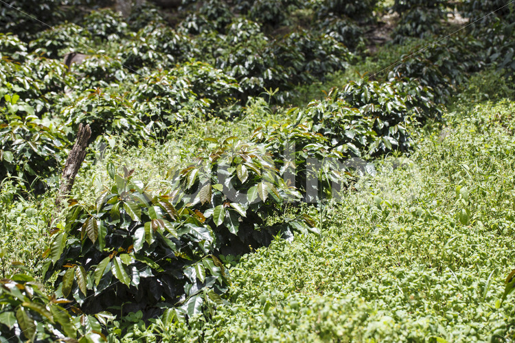 Kaffee-Pflanzenschule (Peru, COCLA) - lobOlmo Fair-Trade-Fotoarchiv