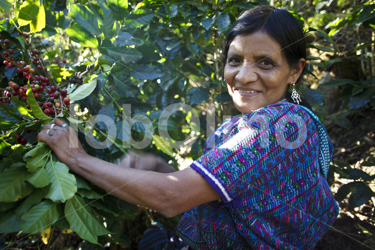 Kaffeeernte (Guatemala, GUAYA’B) - lobOlmo Fair-Trade-Fotoarchiv