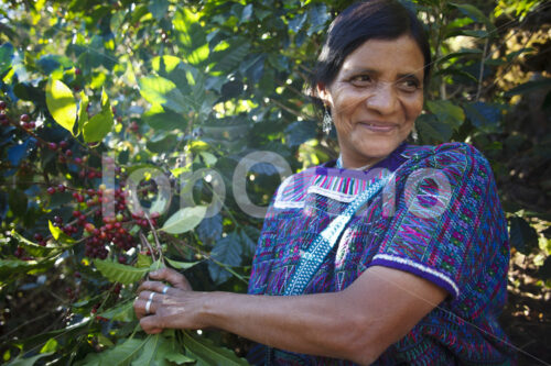 Kaffeeernte (Guatemala, GUAYA’B) - lobOlmo Fair-Trade-Fotoarchiv