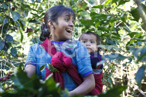 Kaffeeernte (Guatemala, GUAYA’B) - lobOlmo Fair-Trade-Fotoarchiv