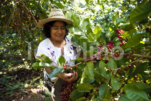 Kaffeeernte (Mexiko, UCOAAC) - lobOlmo Fair-Trade-Fotoarchiv