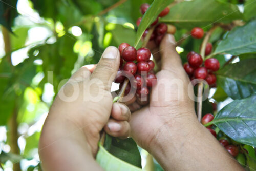 Kaffeeernte (Mexiko, UCOAAC) - lobOlmo Fair-Trade-Fotoarchiv