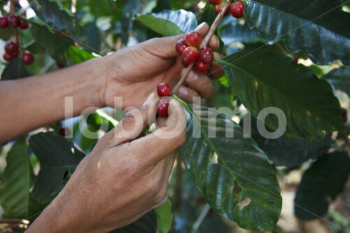 Kaffeeernte (Mexiko, UCOAAC) - lobOlmo Fair-Trade-Fotoarchiv