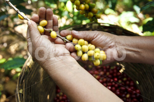Kaffeeernte (Mexiko, UCOAAC) - lobOlmo Fair-Trade-Fotoarchiv