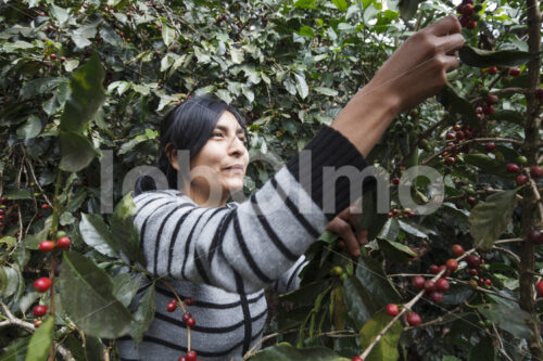 Kaffeeernte (Peru, COCLA) - lobOlmo Fair-Trade-Fotoarchiv