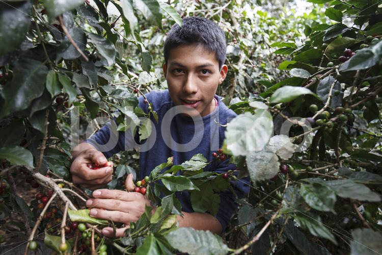 Kaffeeernte (Peru, COCLA) - lobOlmo Fair-Trade-Fotoarchiv