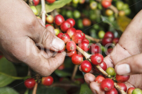 Kaffeeernte (Peru, COCLA) - lobOlmo Fair-Trade-Fotoarchiv
