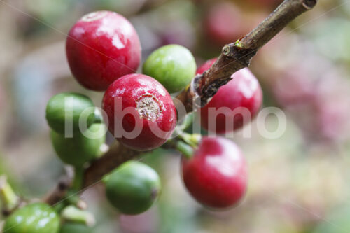 Kaffeekirschen (Peru, COCLA) - lobOlmo Fair-Trade-Fotoarchiv