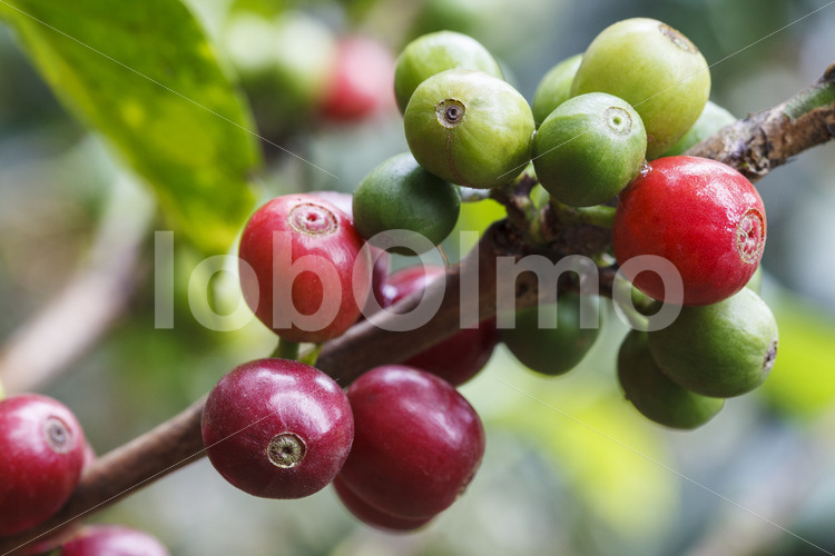 Kaffeekirschen (Peru, COCLA) - lobOlmo Fair-Trade-Fotoarchiv