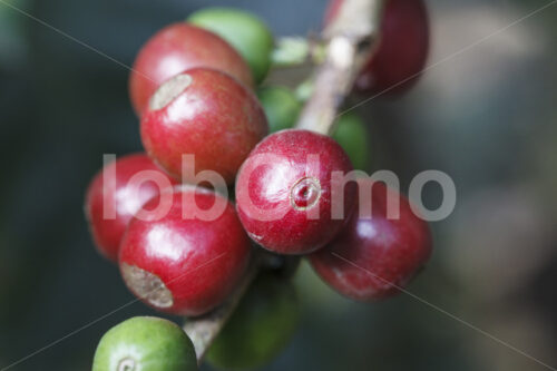 Kaffeekirschen (Peru, COCLA) - lobOlmo Fair-Trade-Fotoarchiv