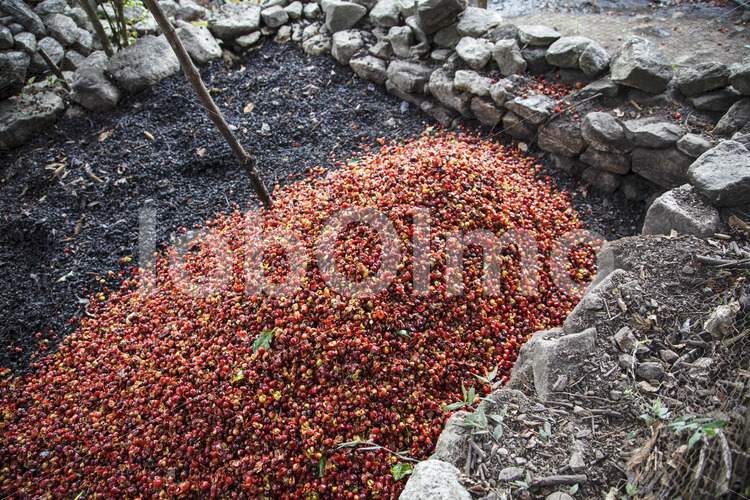 Kaffeeschalen als organischer Dünger (Peru, COCLA) - lobOlmo Fair-Trade-Fotoarchiv