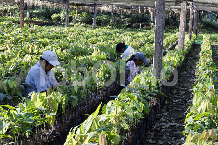 Kakao-Pflanzenschule (Bolivien, EL CEIBO) - lobOlmo Fair-Trade-Fotoarchiv
