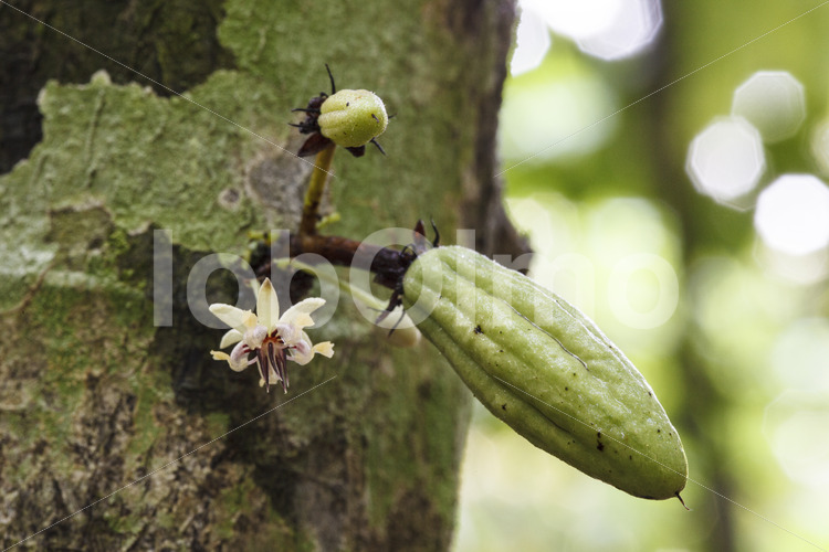 Kakaoblüte und unreife Kakaofrucht (Ghana, ABOCFA) - lobOlmo Fair-Trade-Fotoarchiv
