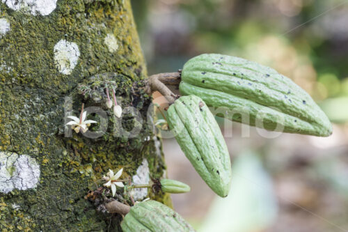 Kakaoblüten und unreife Kakaofrüchte (Ghana, Kuapa Kokoo) - lobOlmo Fair-Trade-Fotoarchiv
