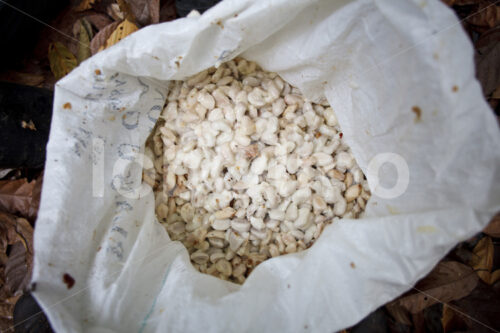 Kakaobohnen vor der Fermentation (Belize, TCGA) - lobOlmo Fair-Trade-Fotoarchiv