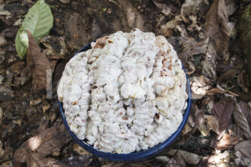 Kakaobohnen vor der Fermentation (Ecuador, UROCAL) - lobOlmo Fair-Trade-Fotoarchiv