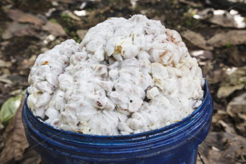 Kakaobohnen vor der Fermentation (Ecuador, UROCAL) - lobOlmo Fair-Trade-Fotoarchiv