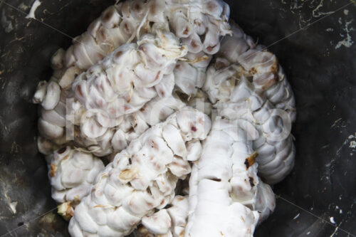 Kakaobohnen vor der Fermentation (Ecuador, UROCAL) - lobOlmo Fair-Trade-Fotoarchiv