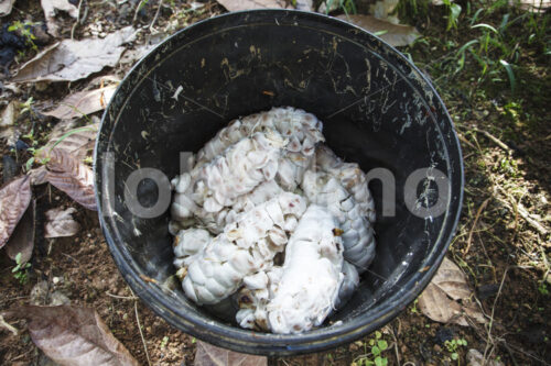 Kakaobohnen vor der Fermentation (Ecuador, UROCAL) - lobOlmo Fair-Trade-Fotoarchiv