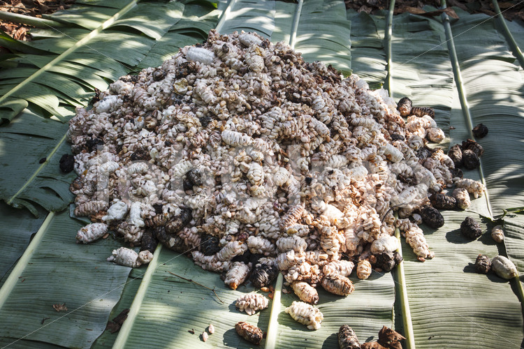 Kakaobohnen vor der Fermentation (Ghana, Kuapa Kokoo) - lobOlmo Fair-Trade-Fotoarchiv