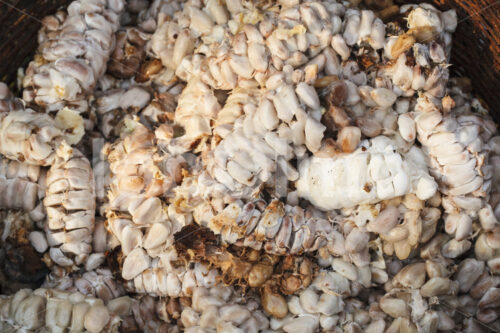 Kakaobohnen vor der Fermentation (Ghana, Kuapa Kokoo) - lobOlmo Fair-Trade-Fotoarchiv