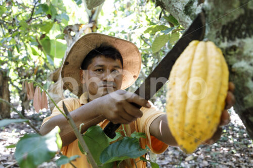 Kakaoernte (Bolivien, EL CEIBO) - lobOlmo Fair-Trade-Fotoarchiv