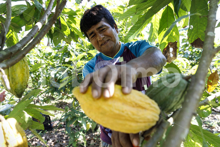 Kakaoernte (Bolivien, EL CEIBO) - lobOlmo Fair-Trade-Fotoarchiv