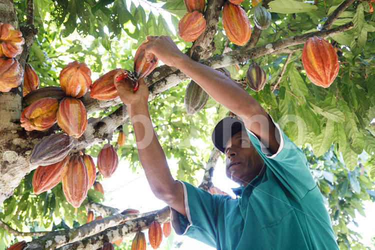 Kakaoernte (Bolivien, EL CEIBO) - lobOlmo Fair-Trade-Fotoarchiv