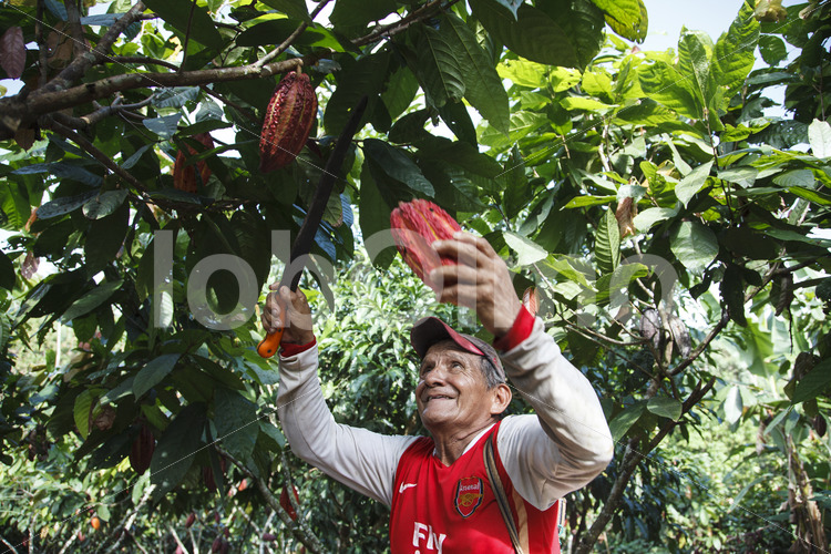 Kakaoernte (Ecuador, UROCAL) - lobOlmo Fair-Trade-Fotoarchiv