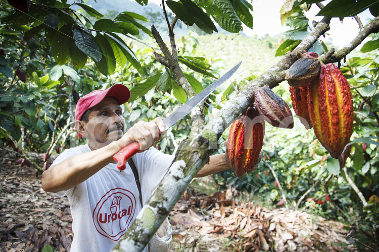 Kakaoernte (Ecuador, UROCAL) - lobOlmo Fair-Trade-Fotoarchiv