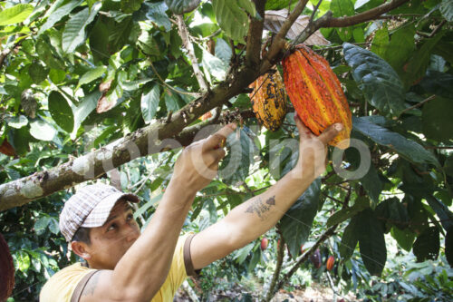 Kakaoernte (Ecuador, UROCAL) - lobOlmo Fair-Trade-Fotoarchiv