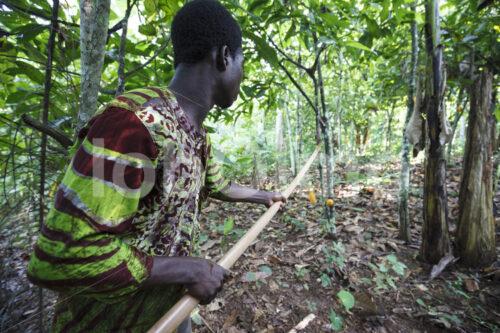 Kakaoernte (Ghana, ABOCFA) - lobOlmo Fair-Trade-Fotoarchiv