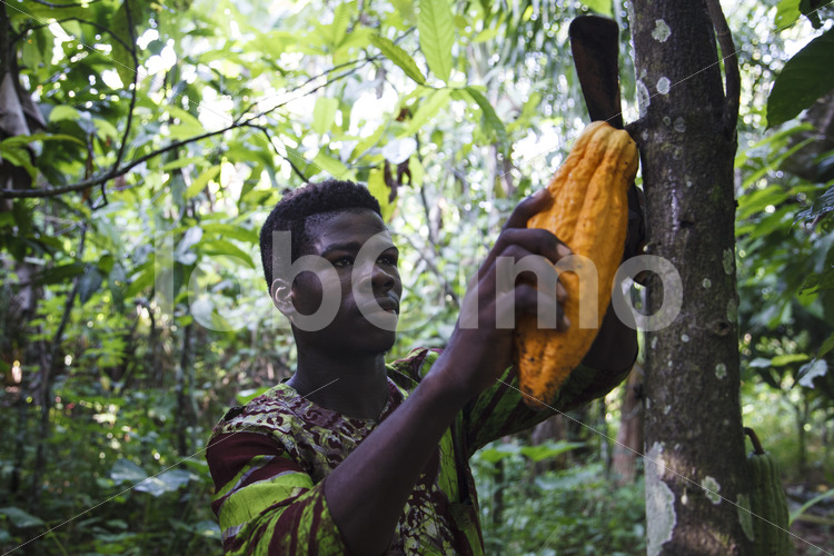 Kakaoernte (Ghana, ABOCFA) - lobOlmo Fair-Trade-Fotoarchiv