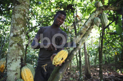 Kakaoernte (Ghana, ABOCFA) - lobOlmo Fair-Trade-Fotoarchiv