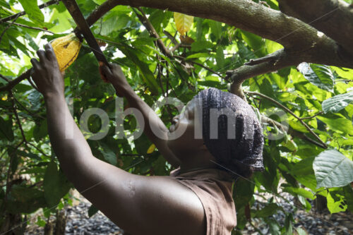 Kakaoernte (Ghana, Kuapa Kokoo) - lobOlmo Fair-Trade-Fotoarchiv