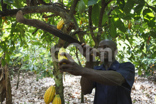 Kakaoernte (Ghana, Kuapa Kokoo) - lobOlmo Fair-Trade-Fotoarchiv