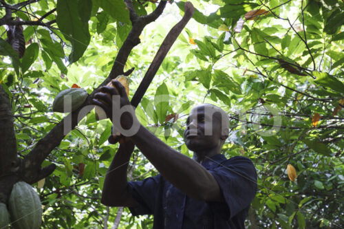 Kakaoernte (Ghana, Kuapa Kokoo) - lobOlmo Fair-Trade-Fotoarchiv