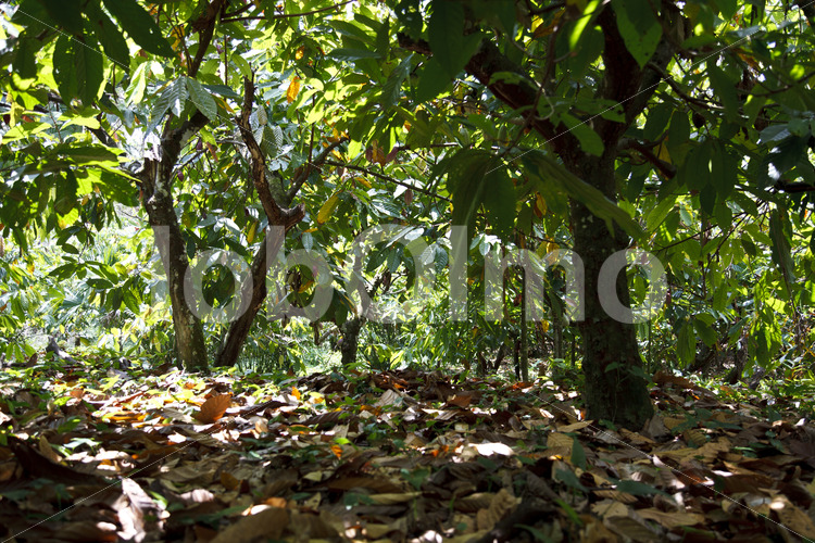 Kakaofeld (Belize, TCGA) - lobOlmo Fair-Trade-Fotoarchiv