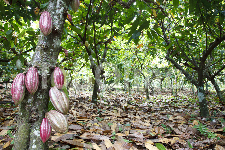 Kakaofeld (Belize, TCGA) - lobOlmo Fair-Trade-Fotoarchiv